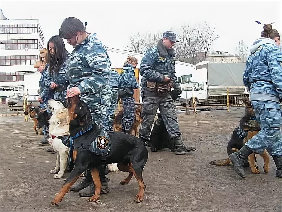 Кинологический колледж в Москве Скрябина. Колледжи в Питере на кинолога. Учеба на кинолога. Поступление на кинолога.