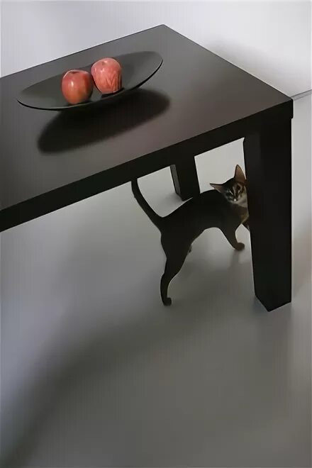 Кошка под столом. Котенок под столом. Кошачий стол. Кошка сидит под столом. Стол кошечка