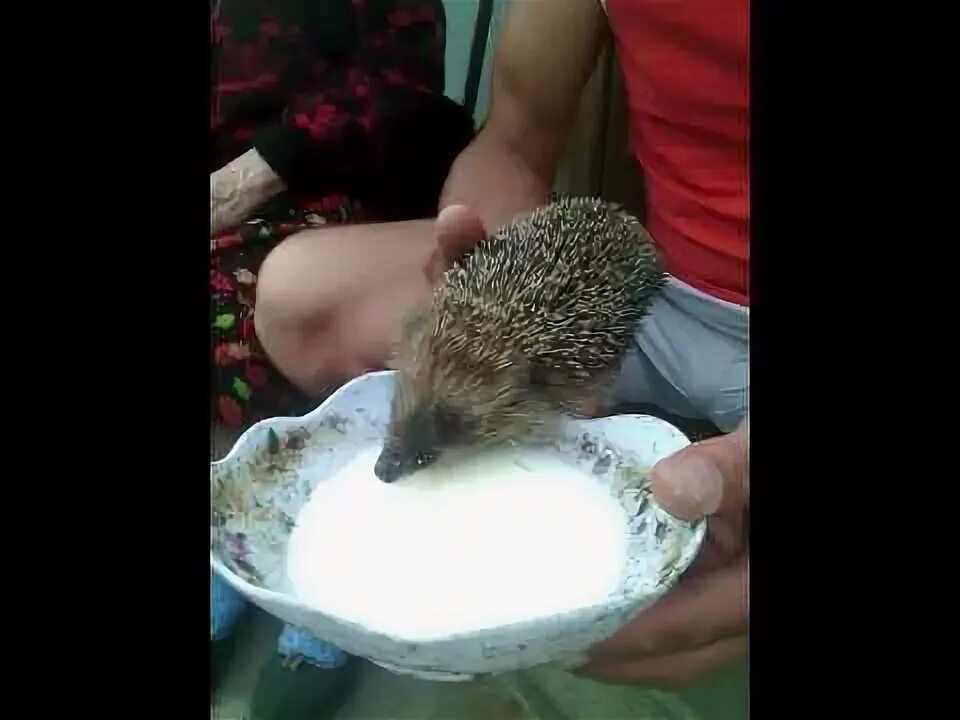 Можно ли ежикам сыр