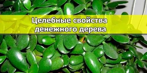 Строение денежного дерева