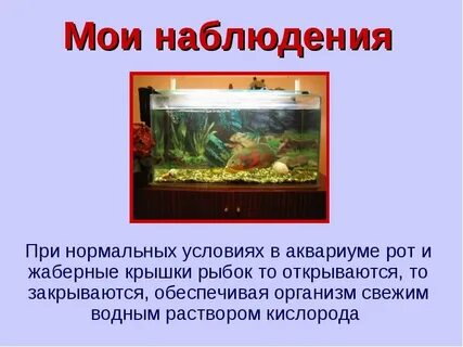 Аквариумные рыбки 1 класс