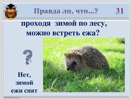Встретить ежа