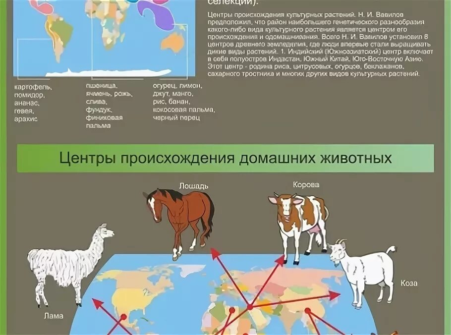 Центр происхождение слова. Центры происхождения животных. Центры происхождения домашних животных таблица. Центры доместикации. Животные центр происхождения домашние.