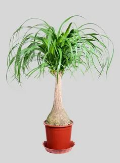 Easy plants