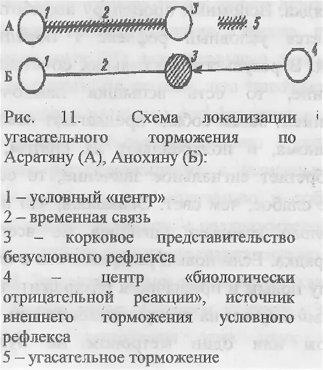 Схема условного рефлекса по Анохину. Формирование условного рефлекса по Анохину. Схема формирования условного рефлекса Анохина. Механизм формирования условного рефлекса по Анохину.