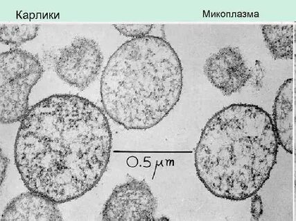 Mycoplasma pneumoniae что это