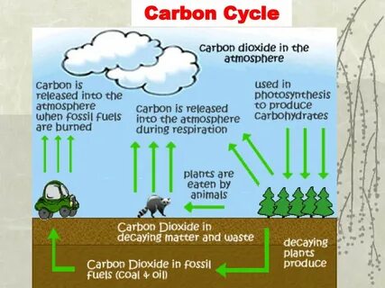 Carbon plants