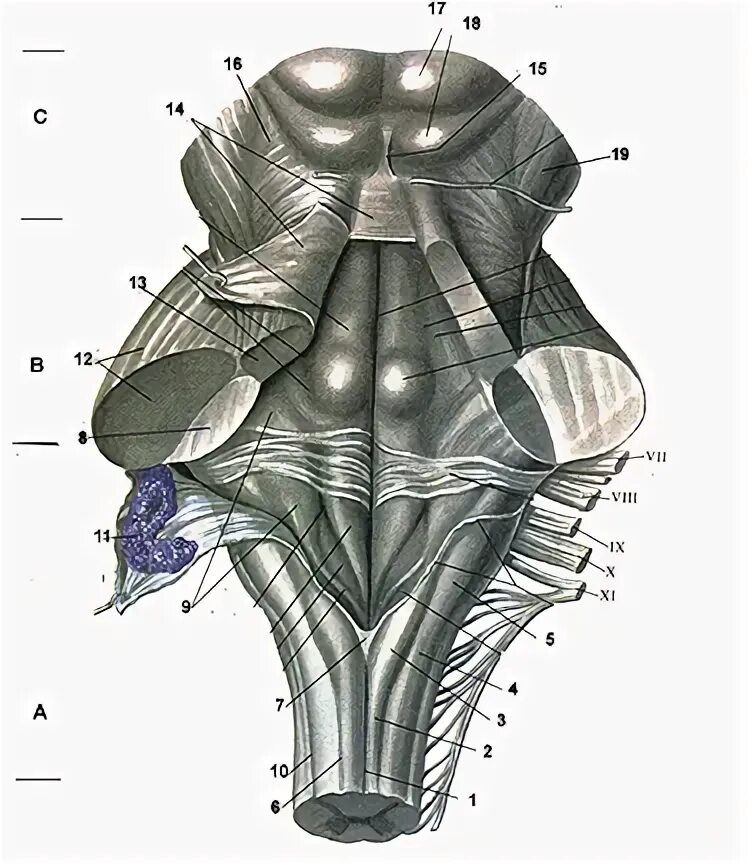 Дорсальная поверхность мозга. Дорсальная поверхность ствола головного мозга. Дорсальная поверхность продолговатого мозга. Продолговатый мозг анатомия.