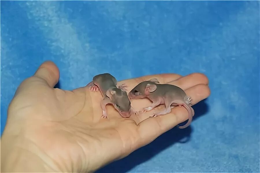 Мышь рожает мышат. Акомис иглистая мышь. мышата только родившиеся.