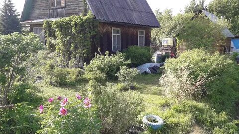 Снт лапино