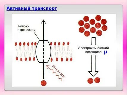 Пассивная фаза