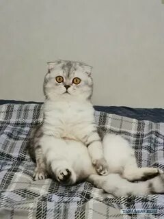 Вязка шотландских