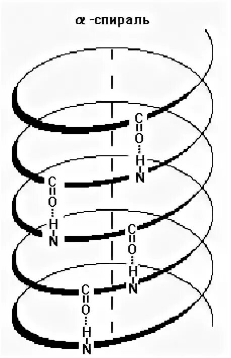 Альфа спираль связи. Бета структура вторичной структуры белка. Альфа спираль связи. Вторичная структура белков - α-спирали и β-структуры. Альфа спираль связи.