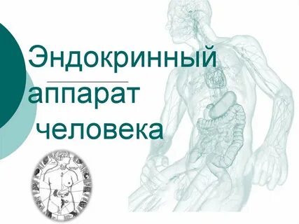 Органы эндокринного аппарата