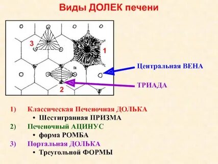 Центр дольки печени