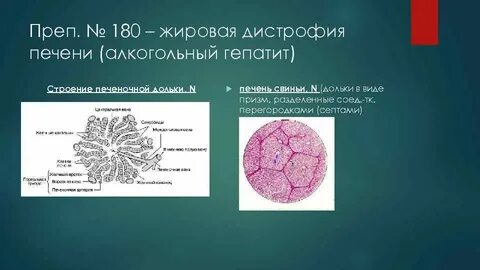 Дистрофия латынь