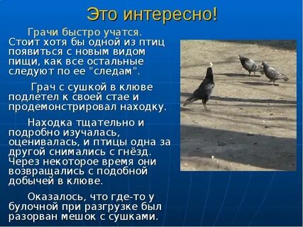 Когда появляются грачи