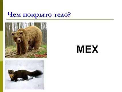Чем покрыто туловище