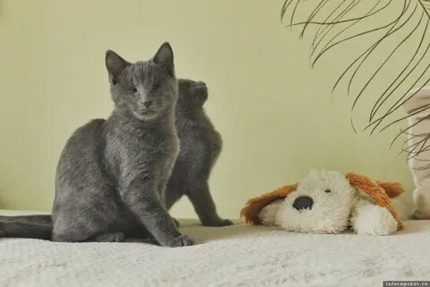 Подобрать кошку