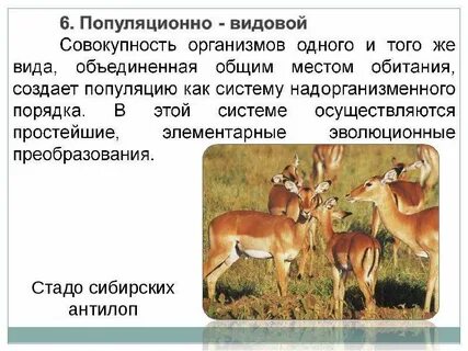 Популяционно видовой уровень это