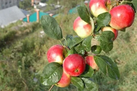 Ранет яблоня
