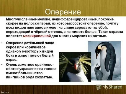 Приспособление птиц к среде обитания