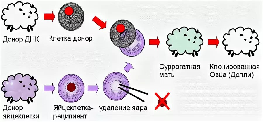 Метод переноса ядра. Клонирование методом переноса ядра соматической клетки. Перенос ядра соматической клетки. Перенос ядра соматической клетки клонирование.