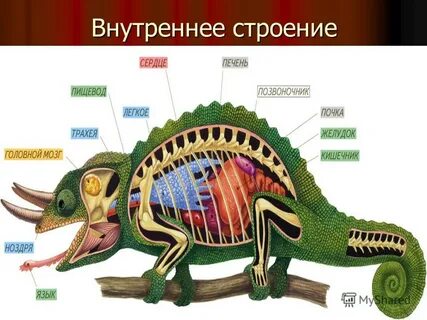 Фото строение