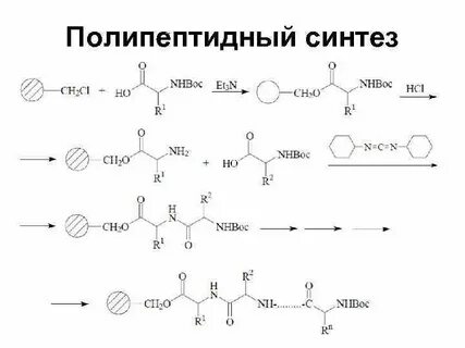 Содержит полипептидные цепи синтезируется из нуклеотидов