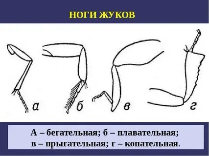 Конечность жука плавунца