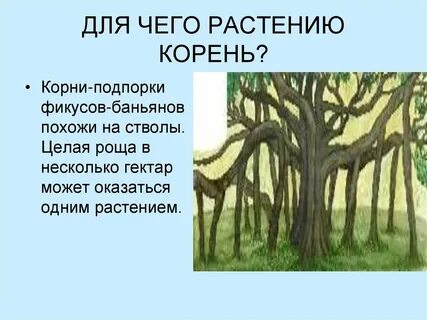 Корни подпорки примеры растений