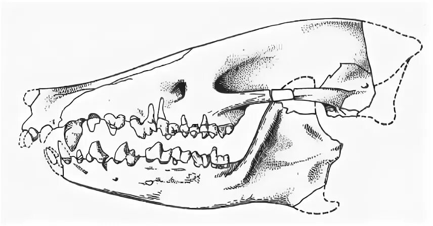 Зубная формула насекомоядных. Череп землеройки-белозубки. Зубная система насекомоядных млекопитающих. Землеройка строение зубов. Скелет землеройки.