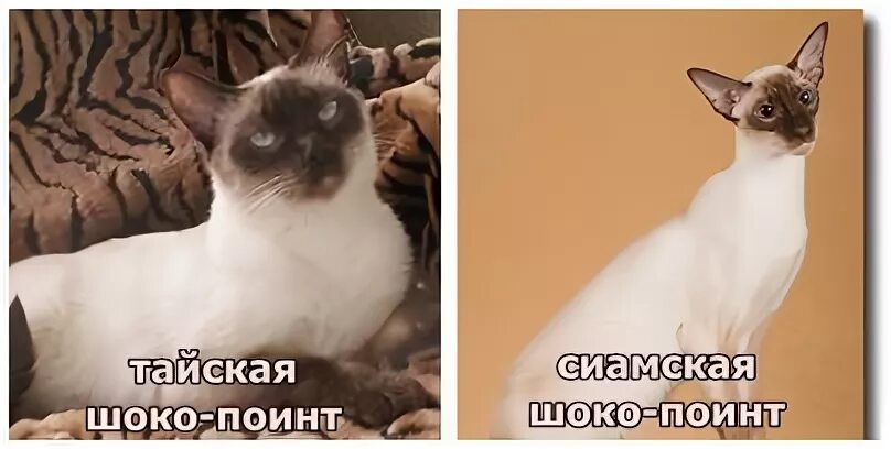 Чем отличаются таю