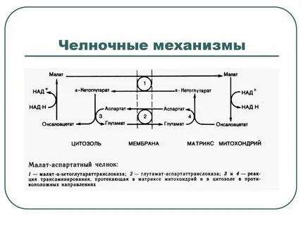 Челночный механизм