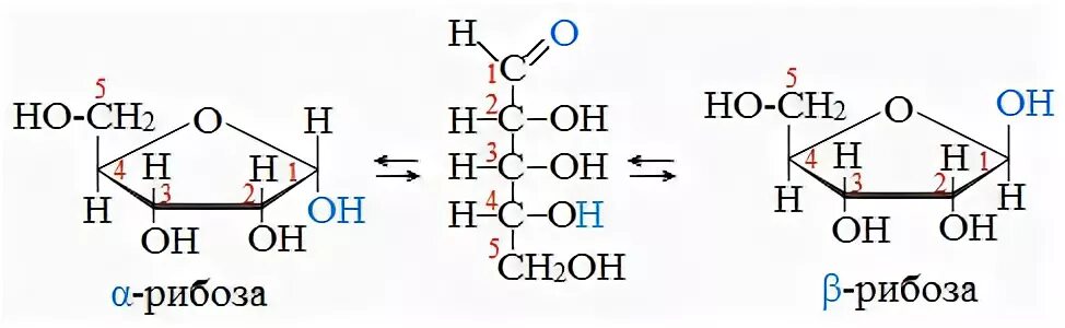 Рибоза альдегидная группа. Циклическая форма рибозы. Глюкоза + рибоза ch5oh. Циклическая рибоза.