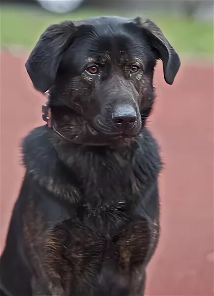 Лабрадор помесь с овчаркой фото собаки German Shepherd Lab Mix