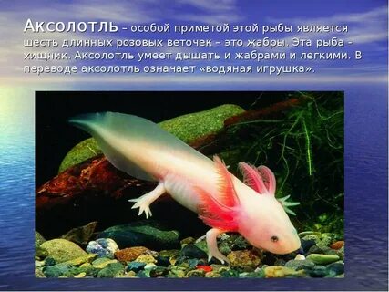 Для чего вода животным окружающий мир