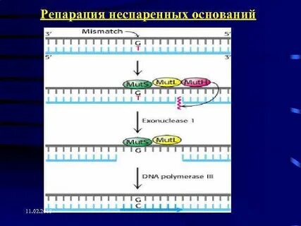 Репарация оснований