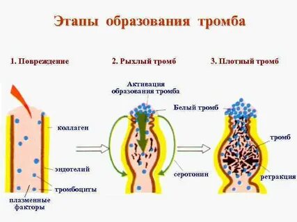 Образуются стадии