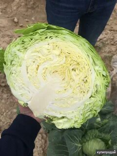 Продам капусту