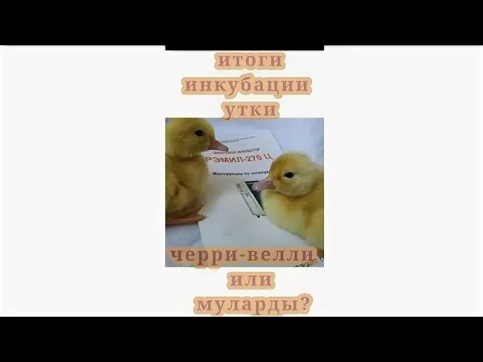 Как вывести мулардов