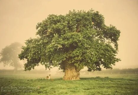 To be tree