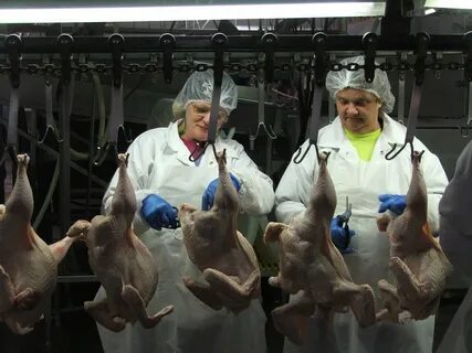 Цех птица