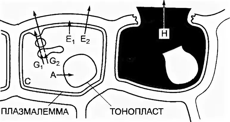 Тонопласт функции. Тонопласт функции