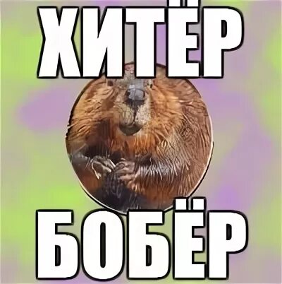 Мем с бобром. Хитер бобер. бобры мем. хитрые бобры. мем про бобра.