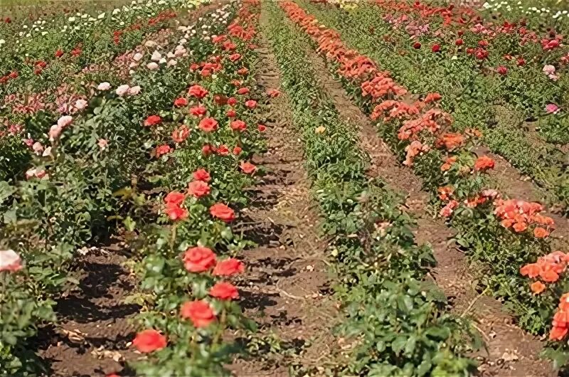Саженцы роз луганск. Саженцы роз тресоруково. Саженцы роз в светофоре. Саженцы роз тресоруково. Саженцы роз.
