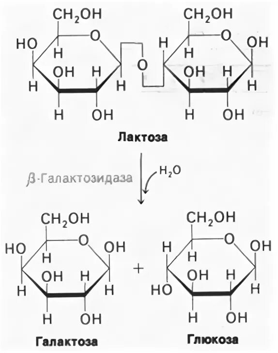 Альфа-галактозидаза. Β-лактоза. Галактоза и лактоза. Альфа лактоза.