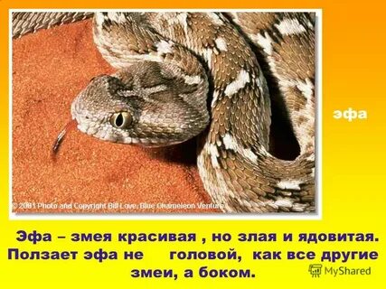 Эфа поджаривает злость