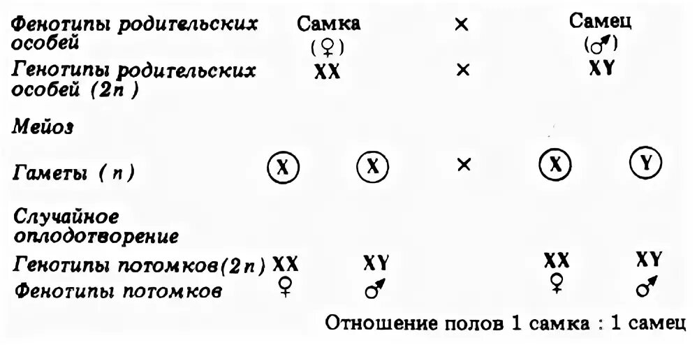 каковы генотипы родительских особей. третий закон менделя схема. каковы генотипы матери, отца и ребёнка?. у голубоглазого отца и кареглазой матери 5 детей. генотипы и фенотипы потомства.