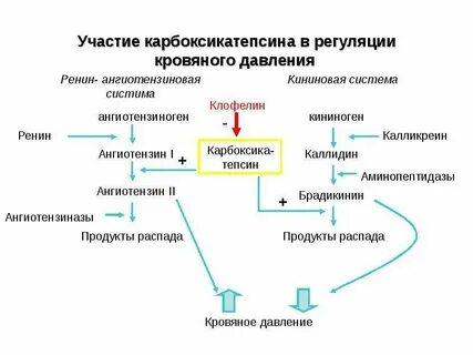 Брадикинин простагландины